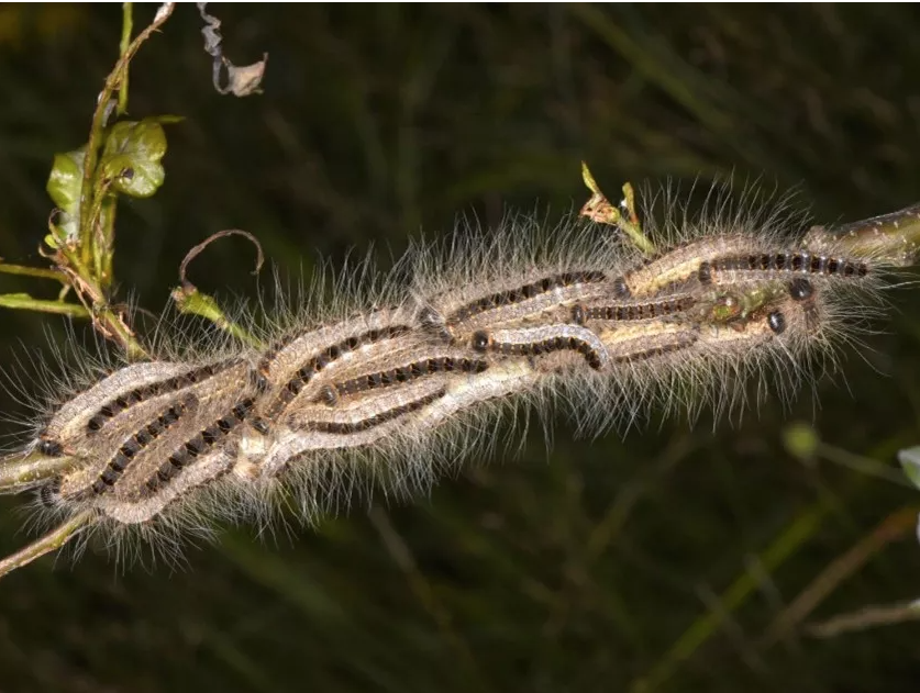 Amas de chenilles sur une branche. Chenilles processionnaires du chêne, marrons et beige et très poilues.